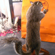 Illustration for article titled Taxidermy Driver